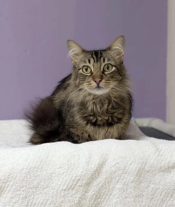 An adult small-sized female Domestic Short Hair cat named Stila for adoption in Sherwood, OR