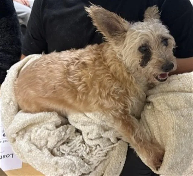 An adult small-sized male Cairn Terrier dog named Baby for adoption in Miami, FL