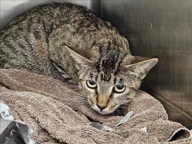 A young medium-sized female Domestic Short Hair cat named Mona for adoption in Los Angeles, CA