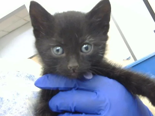 A baby medium-sized male Domestic Long Hair cat named Uni for adoption in Dallas, TX