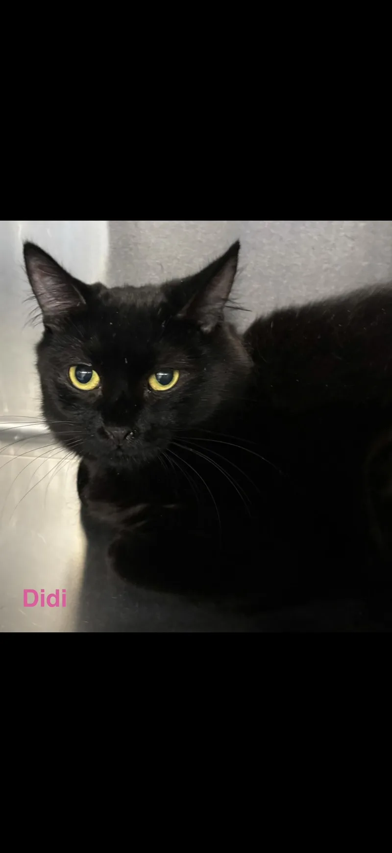 An adult medium-sized female Black Burmese cat named Didi for adoption in Las Vegas, NV