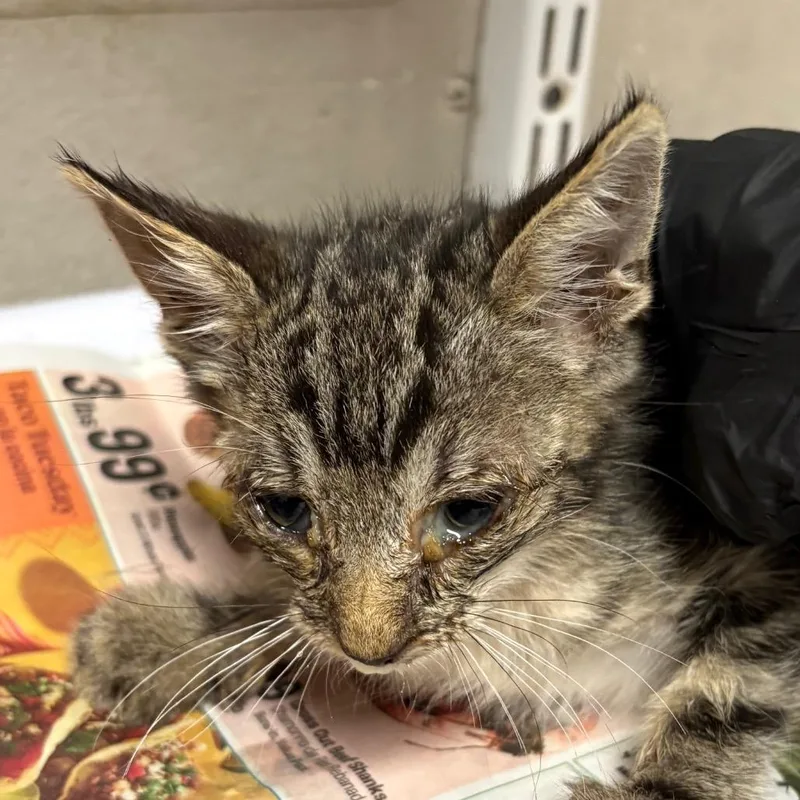 A baby small-sized male Brown / Chocolate Domestic Short Hair cat named Latte for adoption in Yuma, AZ