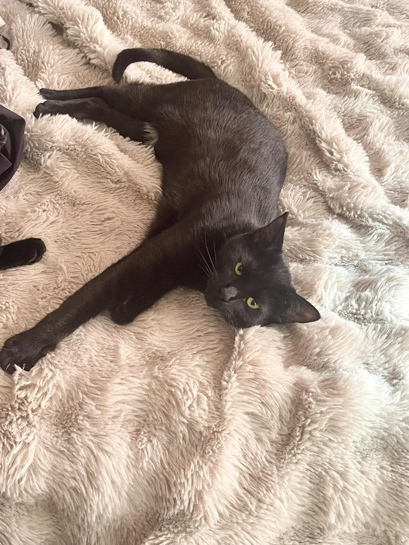 A baby medium-sized female Black Bombay cat named Pippa for adoption in Walnut Creek, CA