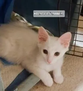 A young small-sized female White Domestic Medium Hair cat named Sofia for adoption in Orlando, FL