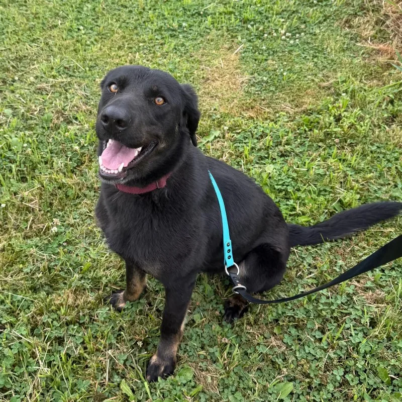 An adult large-sized female Black German Shepherd Dog dog named Nantucket for adoption in East Smithfield , PA