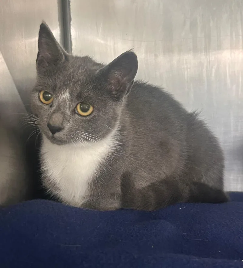 A young small-sized female Domestic Short Hair cat named Tina for adoption in New Manchester, WV