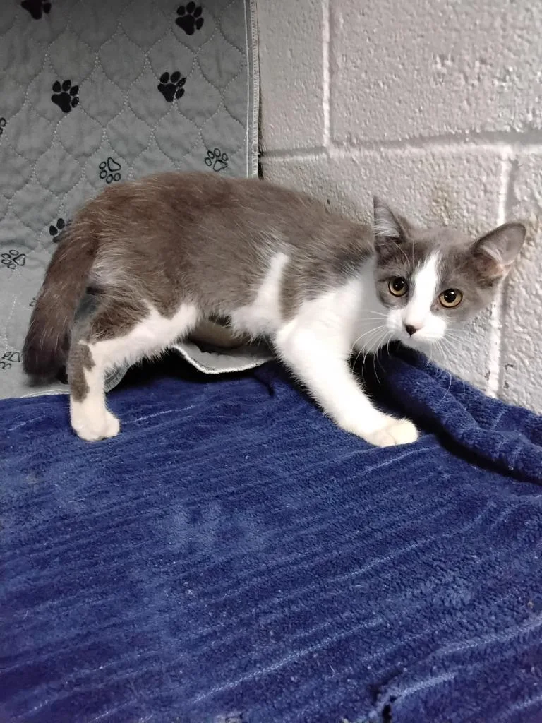 A baby medium-sized female Domestic Short Hair cat named Meowthea for adoption in Ada, OK