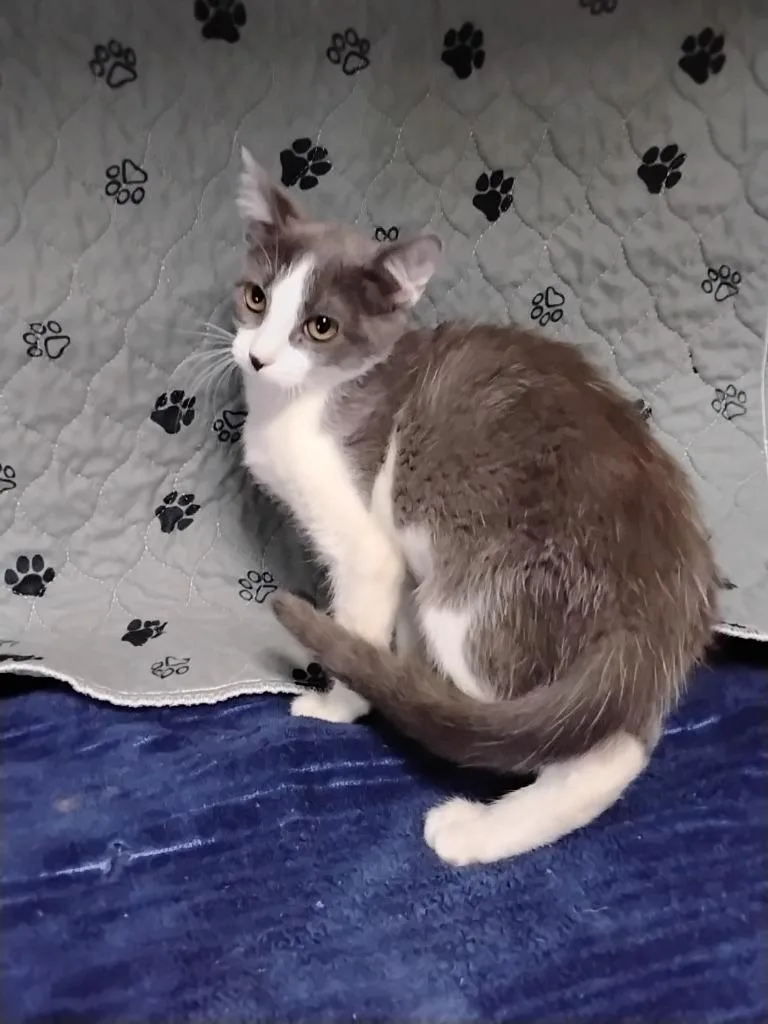 Meowthea thumbnail 2