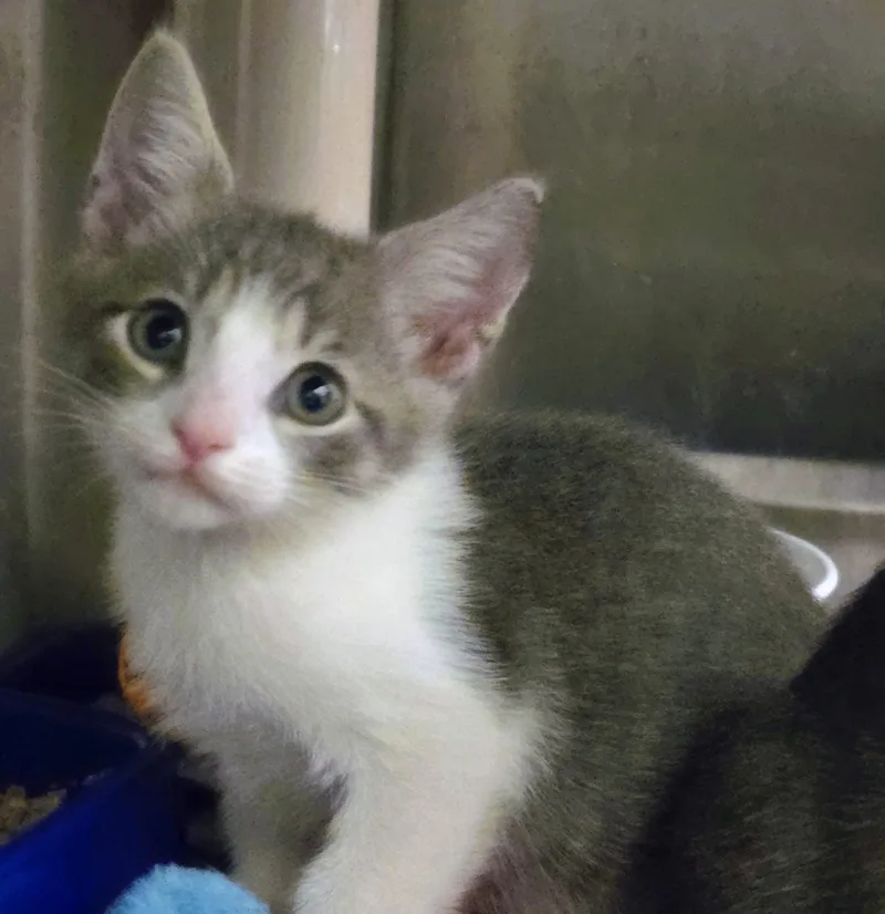 A baby large-sized male White Domestic Short Hair cat named Redwood for adoption in Amityville, NY