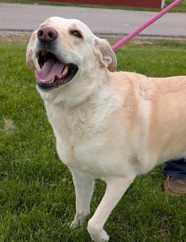An adult medium-sized female Retriever dog named Mackenzie for adoption in Defiance, OH