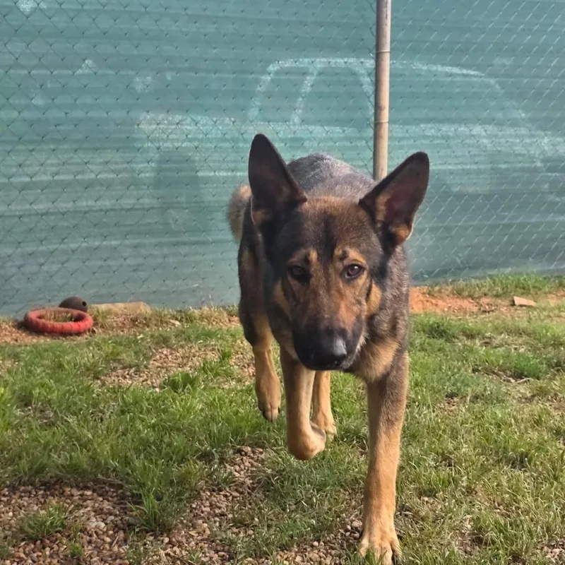 An adult large-sized male Brown / Chocolate German Shepherd Dog dog named Kenai for adoption in Duncan, OK