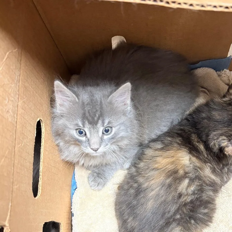 A baby small-sized male Gray / Blue / Silver Domestic Short Hair cat named Doc for adoption in Philadelphia, PA