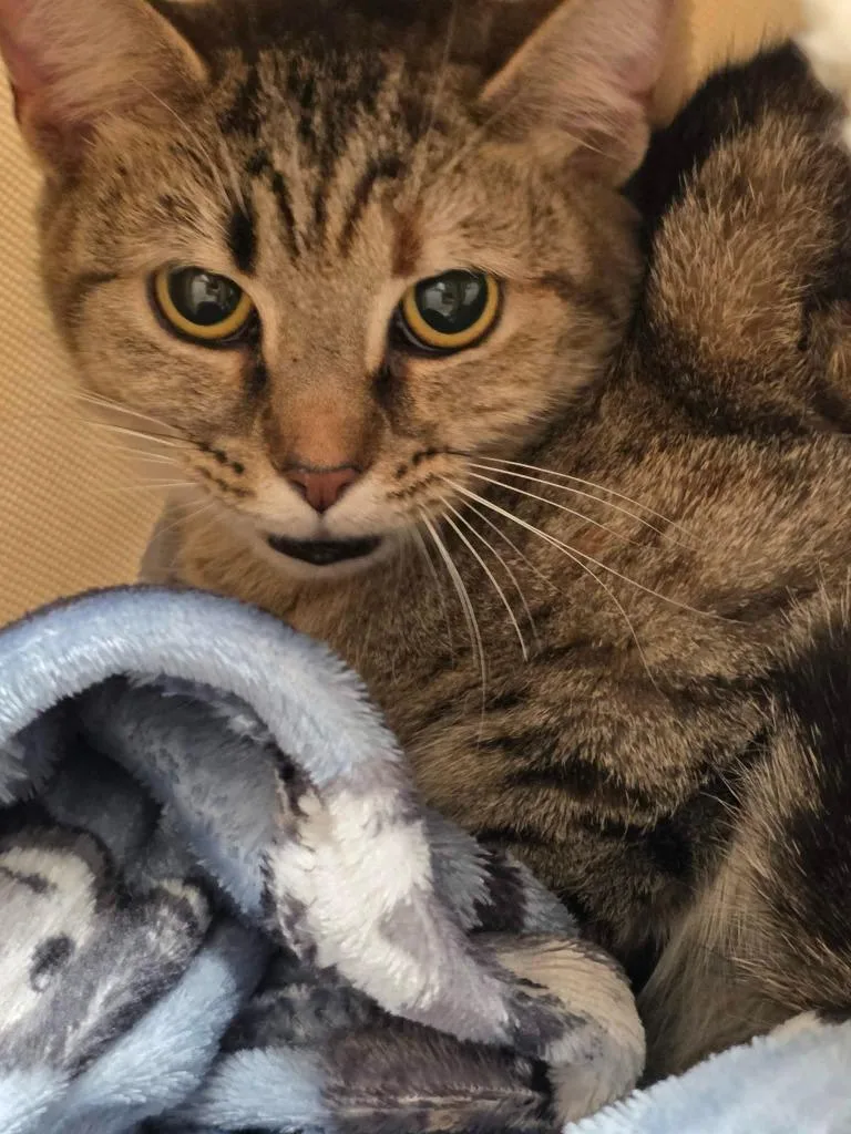 A young medium-sized female Domestic Short Hair cat named Grape for adoption in Hamilton, OH