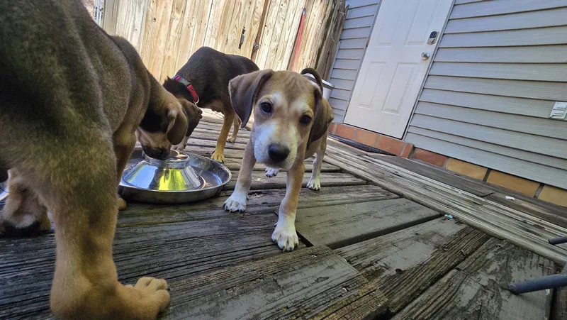 A baby medium-sized female Beagle dog named Sara Lee's Pup Otter for adoption in Tampa, FL