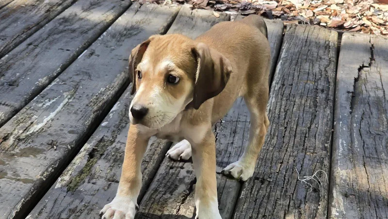 Sara Lee's Pup Otter thumbnail 2