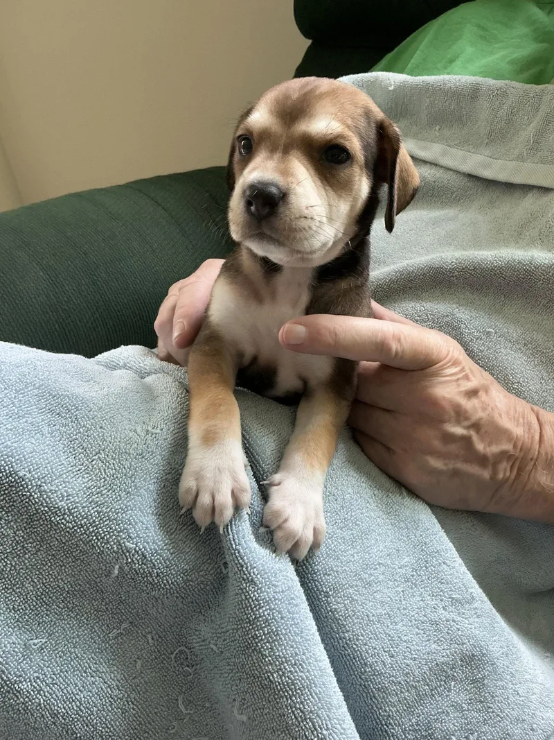 Sara Lee's Pup Otter thumbnail 3