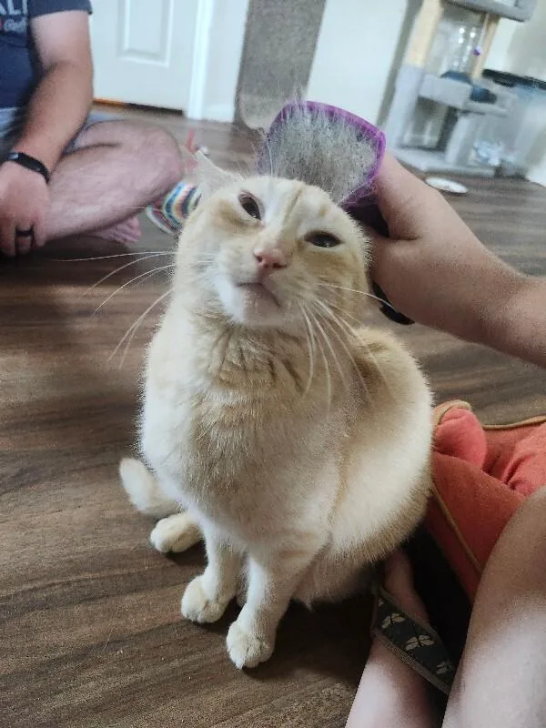A young medium-sized male Orange & White Domestic Short Hair cat named Otto for adoption in Colmar, PA