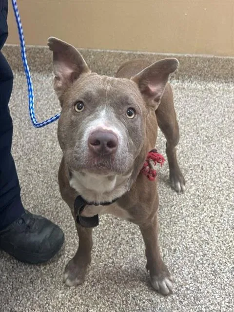 An adult large-sized male Pit Bull Terrier dog named Taz for adoption in Blythe, CA