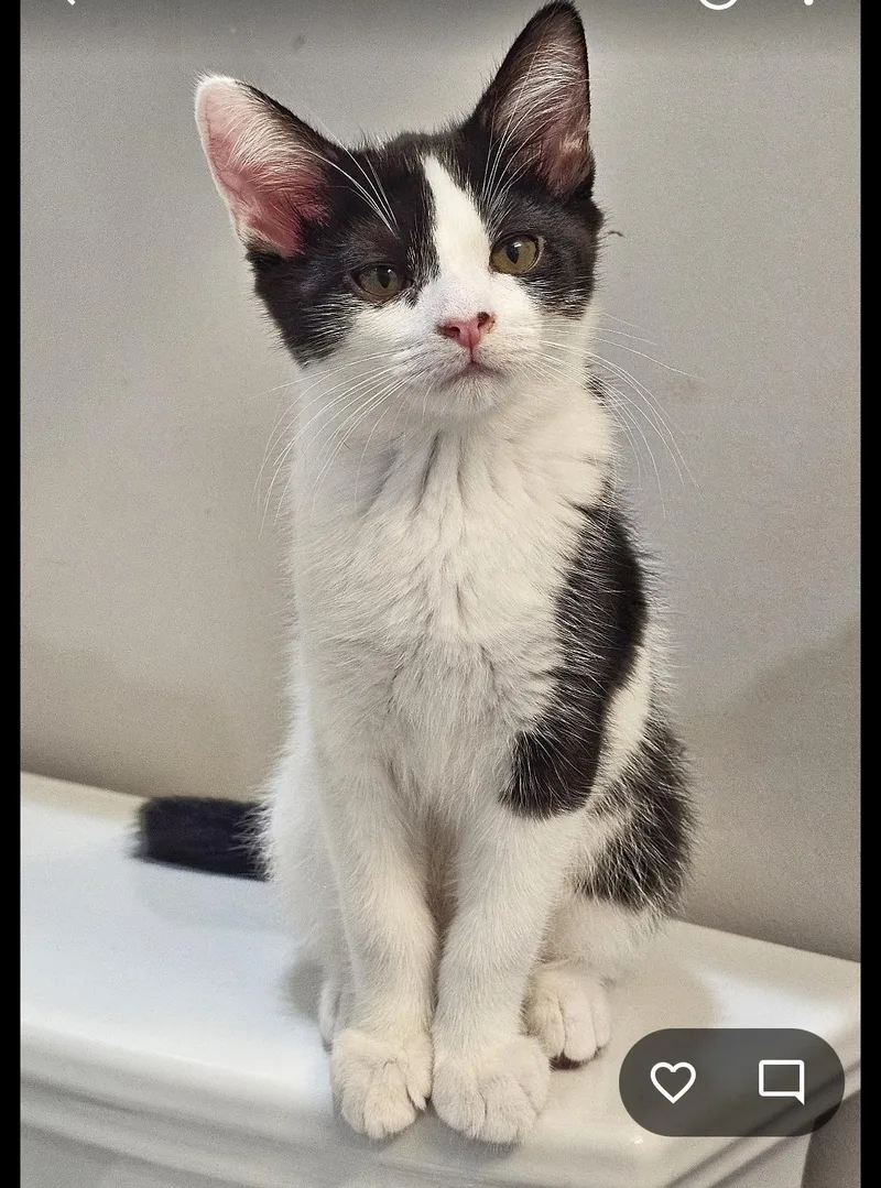 A baby medium-sized male Black & White / Tuxedo Domestic Short Hair cat named The Music Litter for adoption in Fairfax, VA