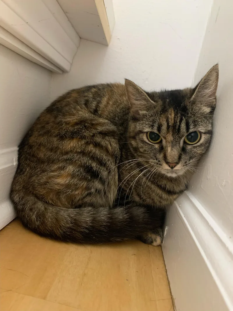 A young medium-sized female Torbie Domestic Short Hair cat named Venus for adoption in North Haven, CT