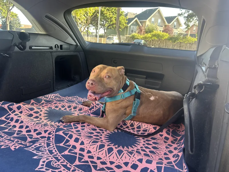 An adult large-sized female Red / Chestnut / Orange American Staffordshire Terrier dog named Harley for adoption in Lafayette, CA
