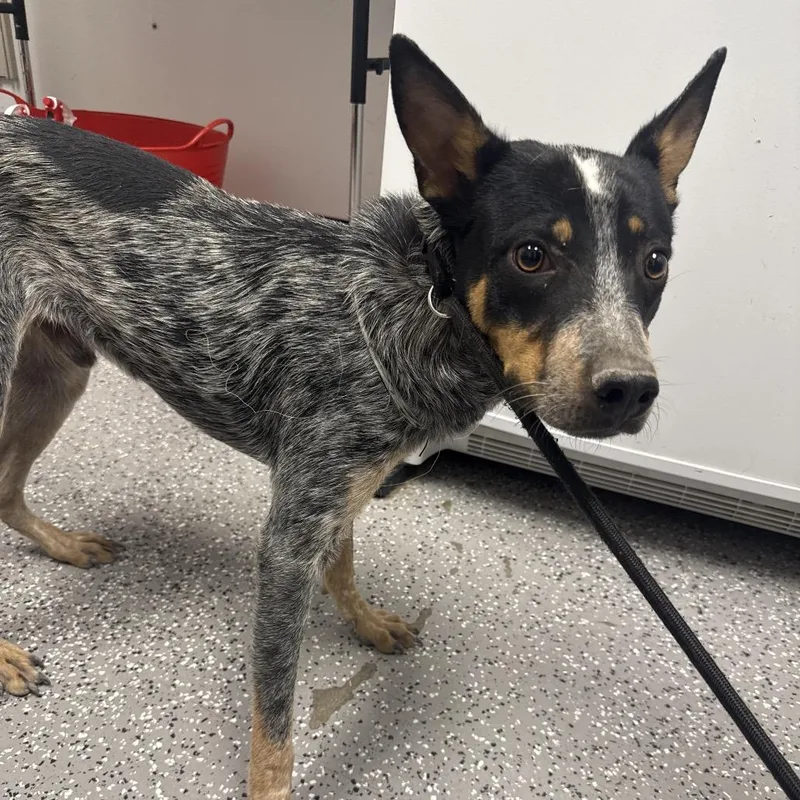A young medium-sized male White / Cream Australian Cattle Dog / Blue Heeler dog named Bodhi for adoption in Henderson, NV