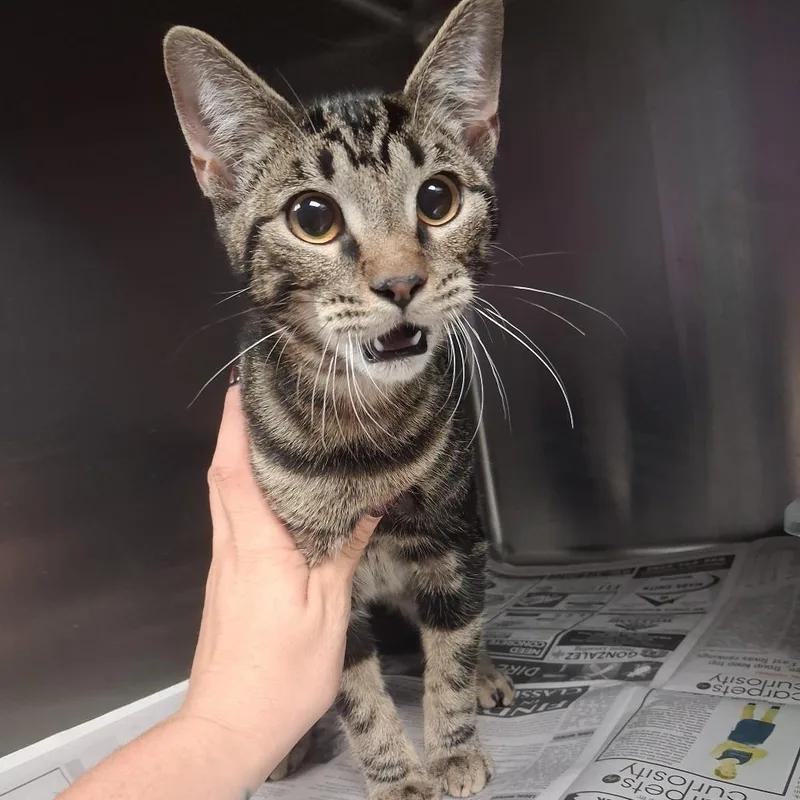 A young medium-sized female American Shorthair cat named Smokey for adoption in Lufkin, TX