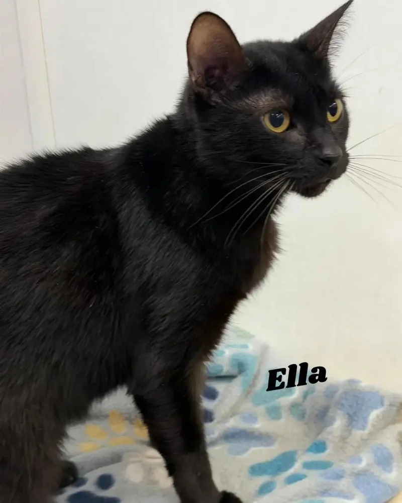 An adult medium-sized female Domestic Short Hair cat named Ella for adoption in Dunkirk, NY
