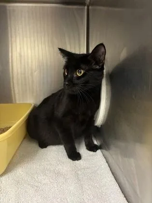 An adult medium-sized female Domestic Short Hair cat named Wednesday for adoption in Gainesville, FL