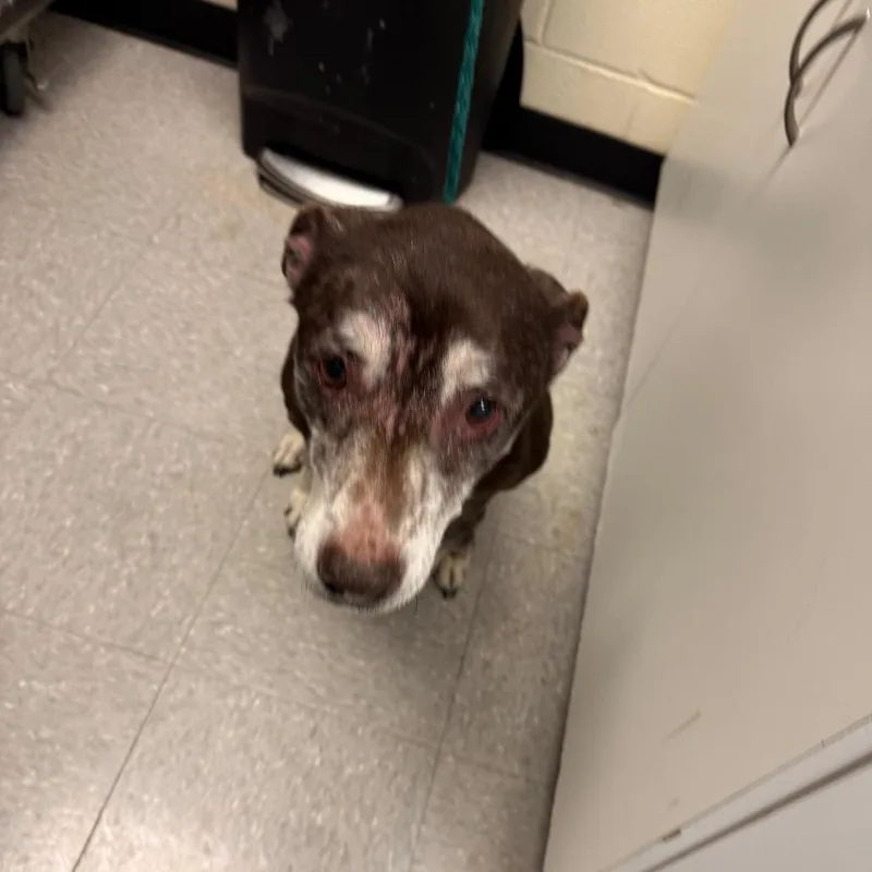 A senior medium-sized female Pit Bull Terrier dog named Squirt for adoption in Bastrop, TX