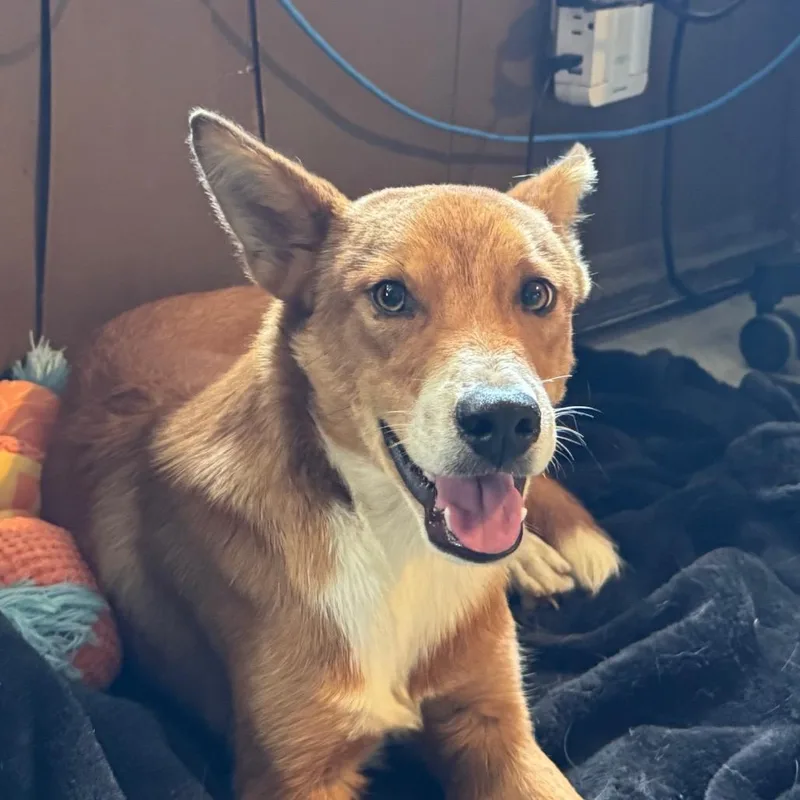 A young medium-sized male Brown / Chocolate Border Collie dog named Ringo for adoption in Volcano, HI