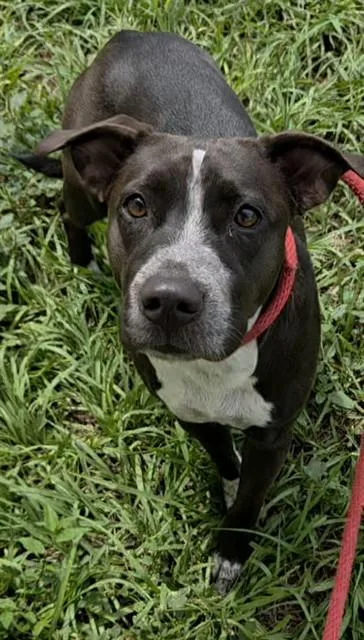 A young medium-sized female American Staffordshire Terrier dog named Dory for adoption in Fort Lauderdale, FL