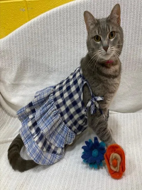 An adult large-sized female Domestic Short Hair cat named Sophie for adoption in Upper Marlboro, MD