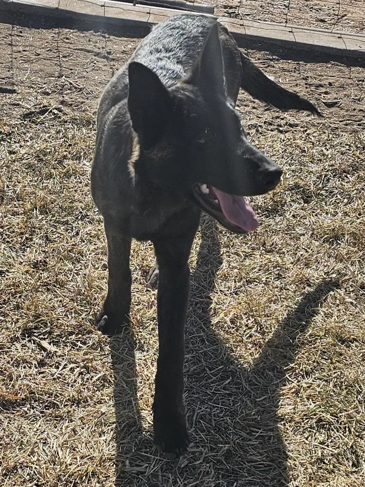 A young medium-sized male Brindle Dutch Shepherd dog named The River Pups Mesquite for adoption in Imlay City, MI