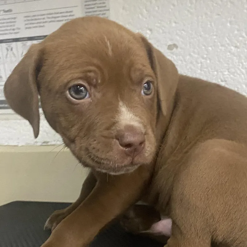 A baby large-sized male Brown / Chocolate Mixed Breed dog named Carter for adoption in Ardmore, OK