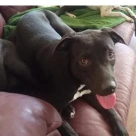 A young medium-sized female Black Labrador Retriever dog named Jasmine for adoption in Joliet, IL
