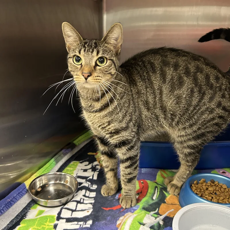An adult medium-sized female Tabby (Brown / Chocolate) Domestic Short Hair cat named Scorpion for adoption in La Grange Park, IL