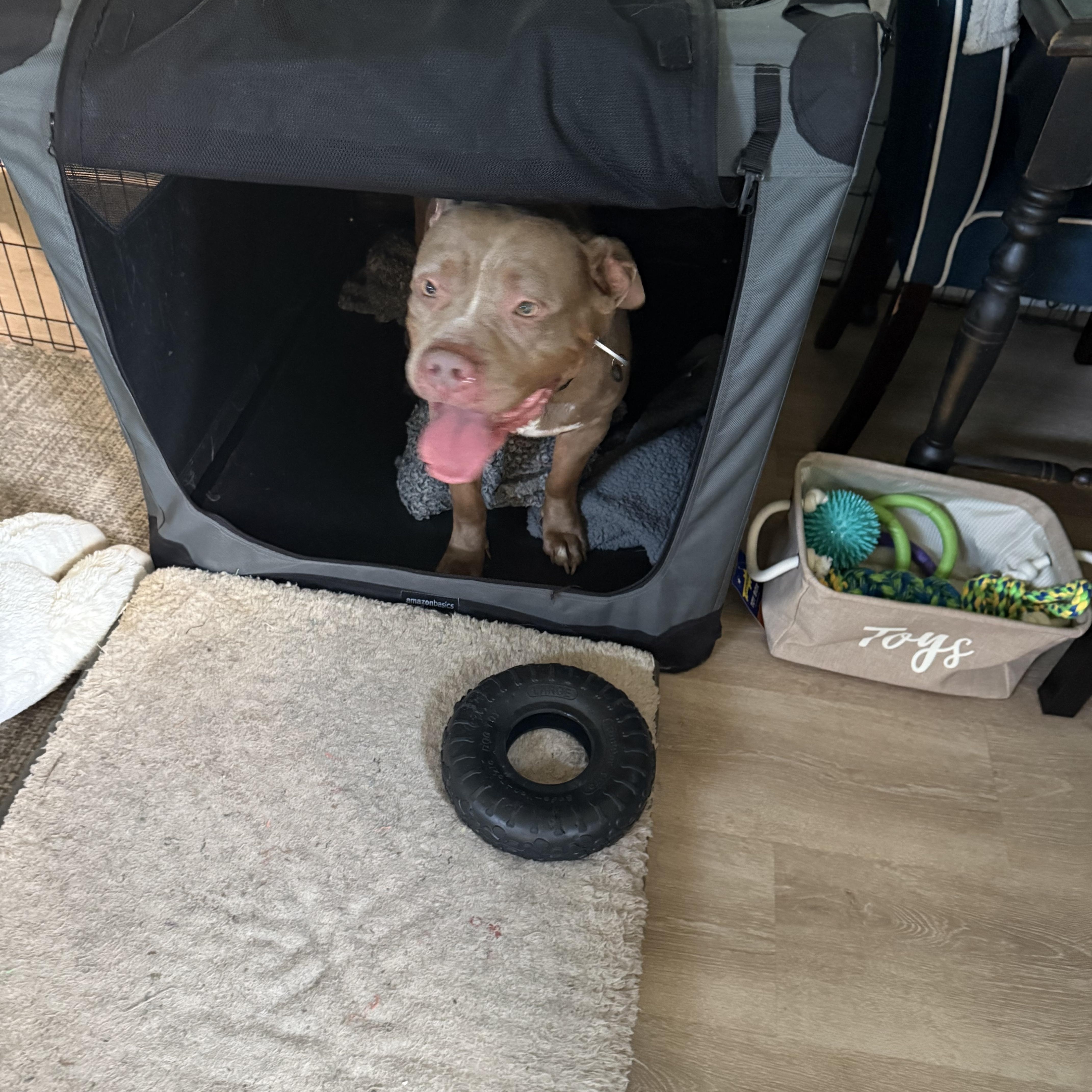 An adult large-sized female Yellow / Tan / Blond / Fawn American Bully dog named Scarlett for adoption in Hayward, CA