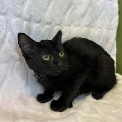Fiona