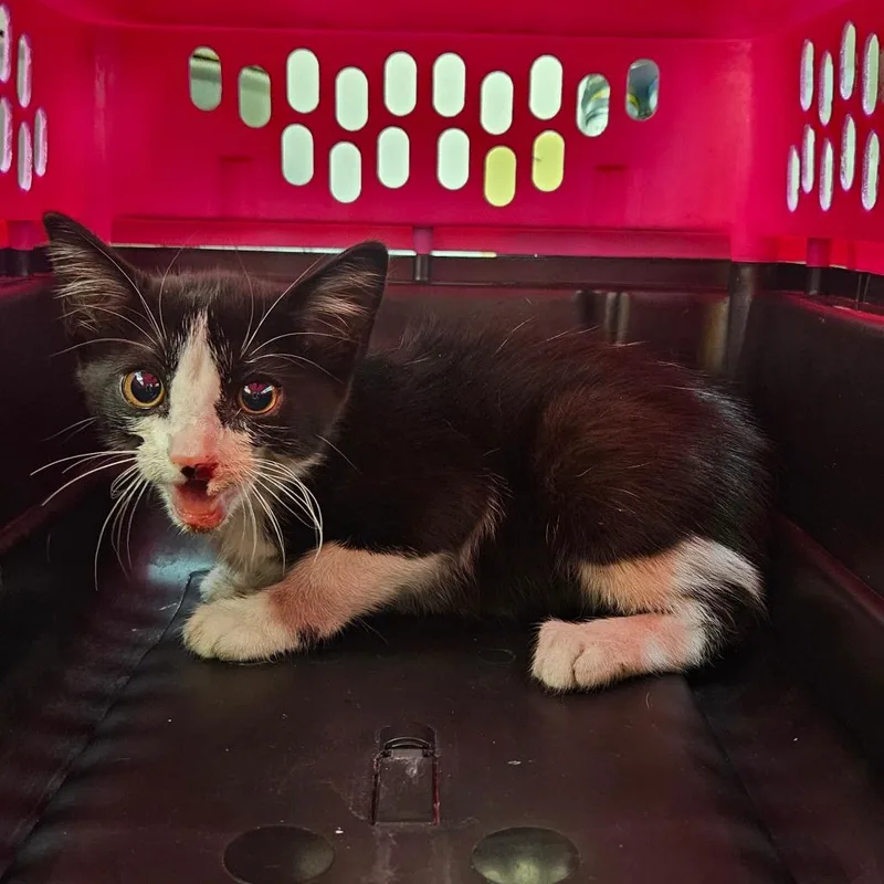 A baby small-sized male Black American Shorthair cat named Zuzu for adoption in Lake Jackson, TX