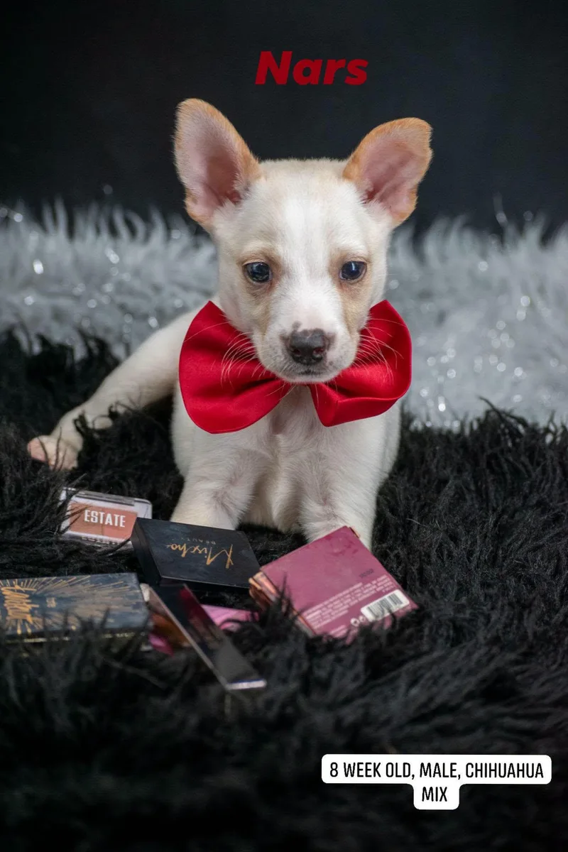 A baby small-sized male Yellow / Tan / Blond / Fawn Chihuahua dog named Nars for adoption in Sevierville, TN