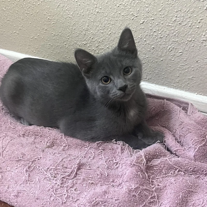 A baby medium-sized male Gray / Blue / Silver Russian Blue cat named Brioche for adoption in Houston, TX