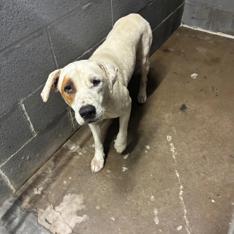 An adult medium-sized female White / Cream Mixed Breed dog named Lulu for adoption in Corbin, KY