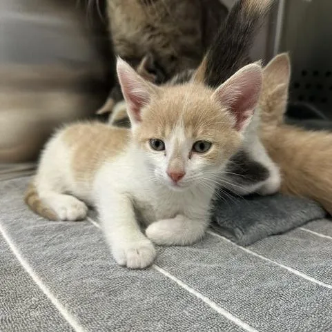 A baby small-sized male White Domestic Short Hair cat named Angel for adoption in Indianapolis, IN