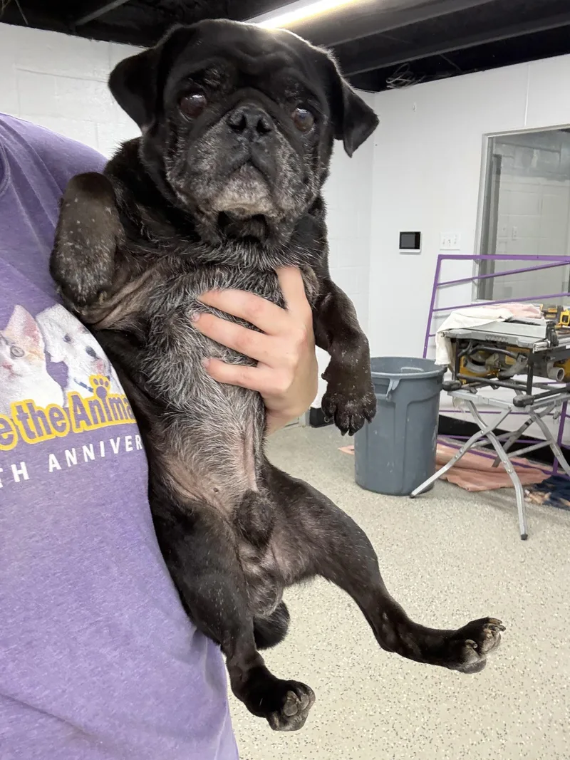 A senior small-sized male Pug dog named Bear for adoption in Blue Springs, MO