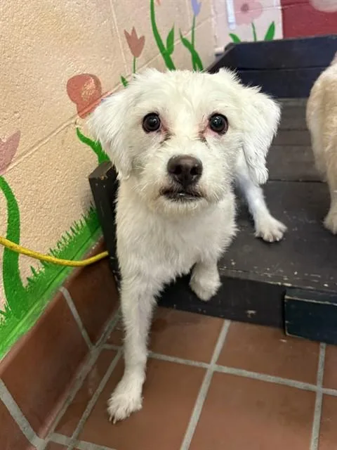 An adult small-sized female Maltese dog named Jelly for adoption in Castaic, CA