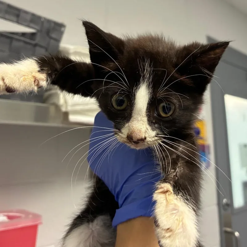 A baby small-sized female White Domestic Short Hair cat named Iguana for adoption in Greenville, SC