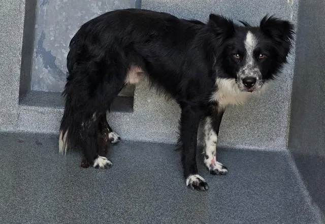 An adult medium-sized male Border Collie dog named Oreo for adoption in Gardena, CA