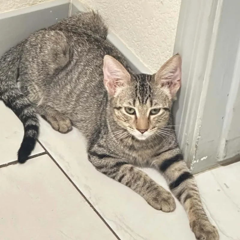 A baby small-sized female Tabby (Buff / Tan / Fawn) Tabby cat named Ruby for adoption in SCOTTSDALE, AZ