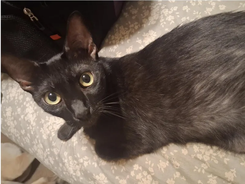 An adult medium-sized male Black Domestic Short Hair cat named Moses for adoption in La Jolla, CA